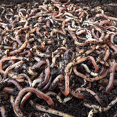 worms_43978117-3f53-44dd-a950-34b748a48834.jpg